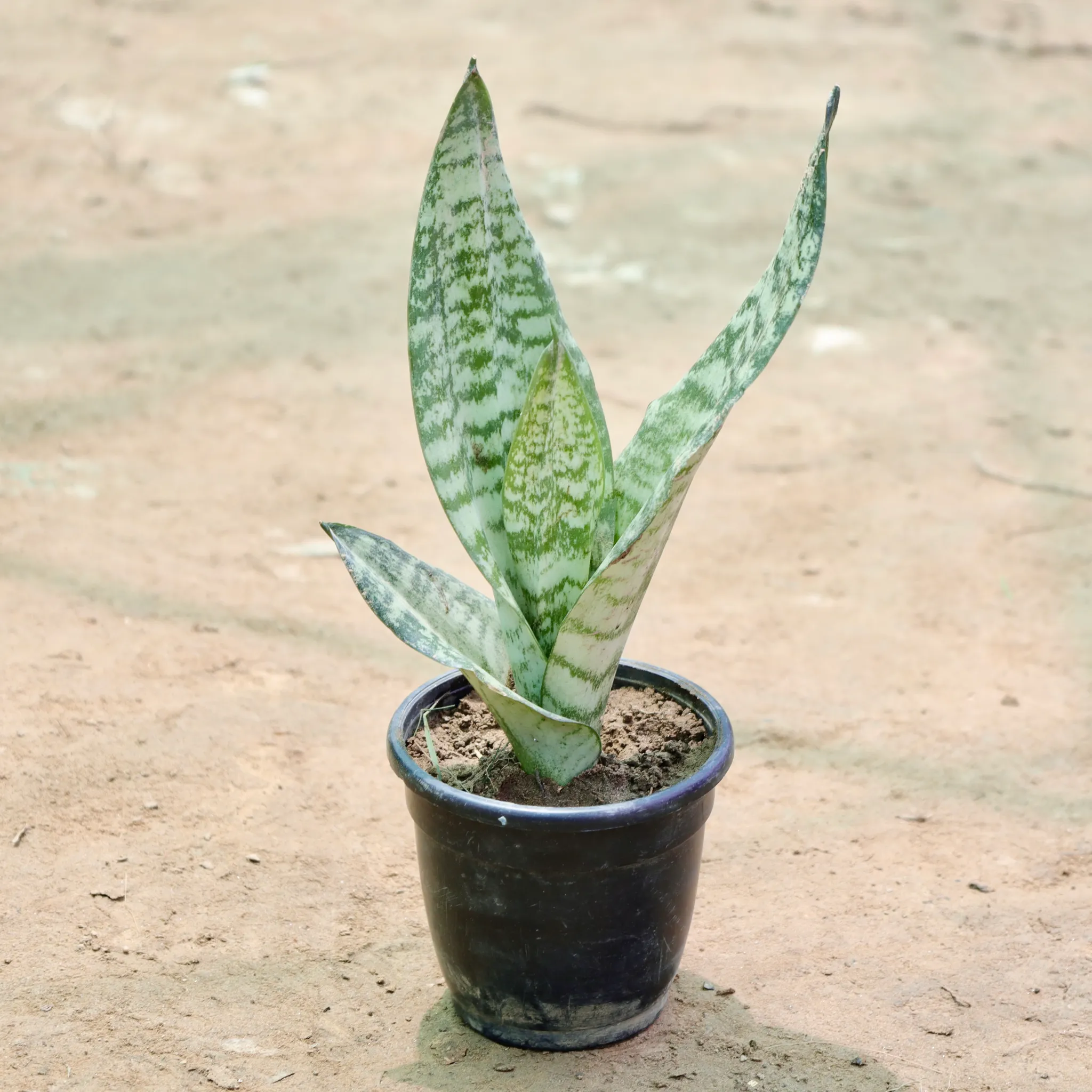 Snake Plant in 4 Inch Nursery Pot