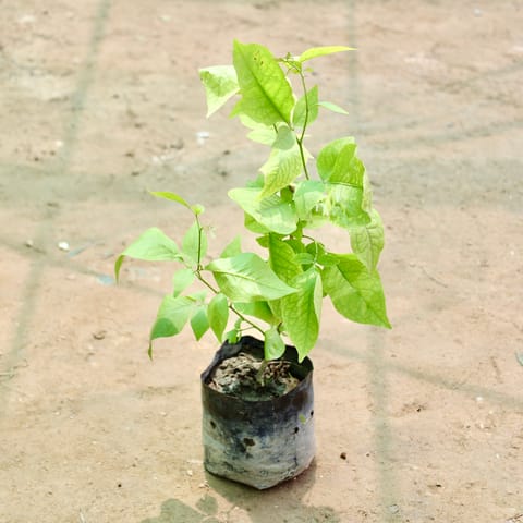 Bel Patra (1.5-2 Ft) in 8 Inch Nursery Bag