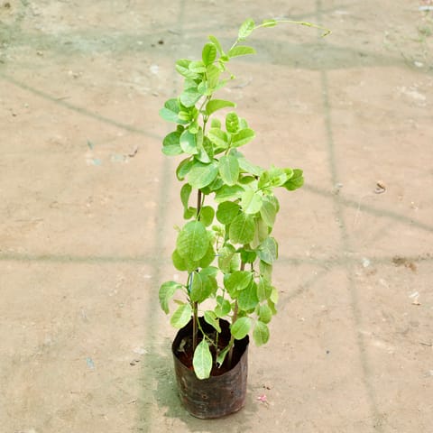 Allamanda Bel (any colour) in 6 Inch Nursery Bag