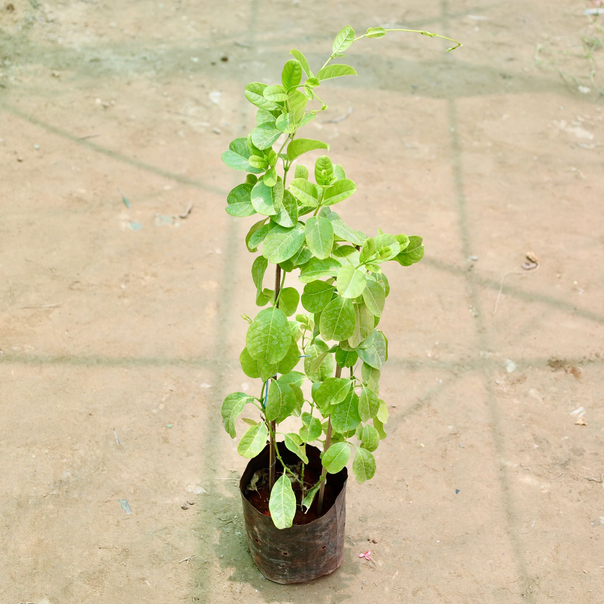 Allamanda Bel (any colour) in 6 Inch Nursery Bag