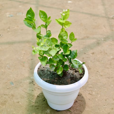 Mogra / Motia Jasmine (Any Colour) (1-1.5 Ft) in 8 Inch Live Fresh Plant White Classy Plastic Pot in Sector 76