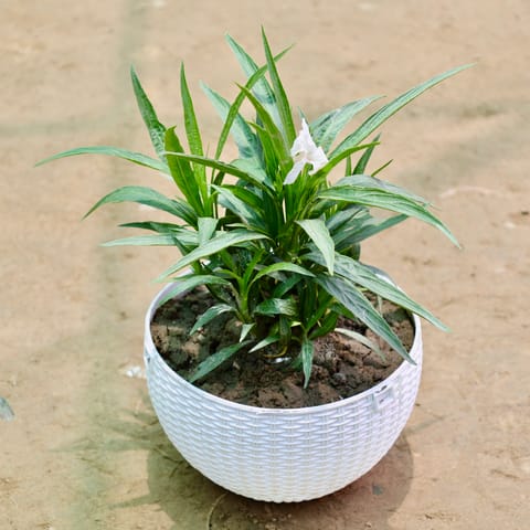 Ruellia (Any Colour) in 6 Inch White Premium Euro Plastic Hanging Basket