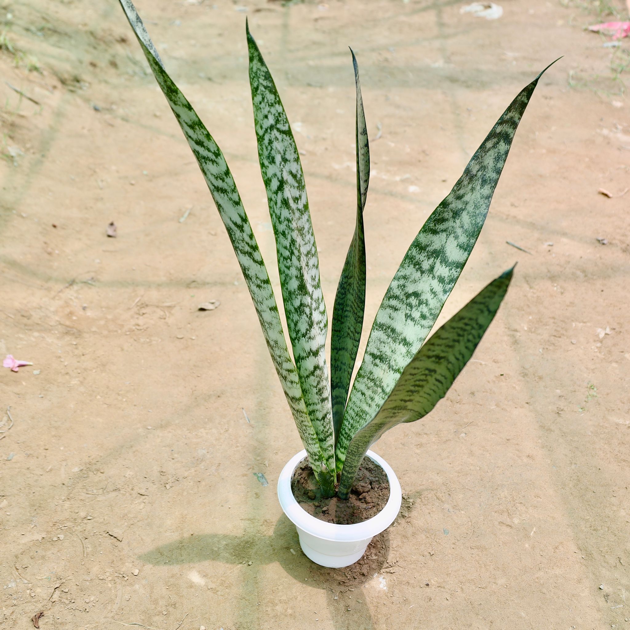 Snake Green in 6 Inch White Classy Plastic Pot