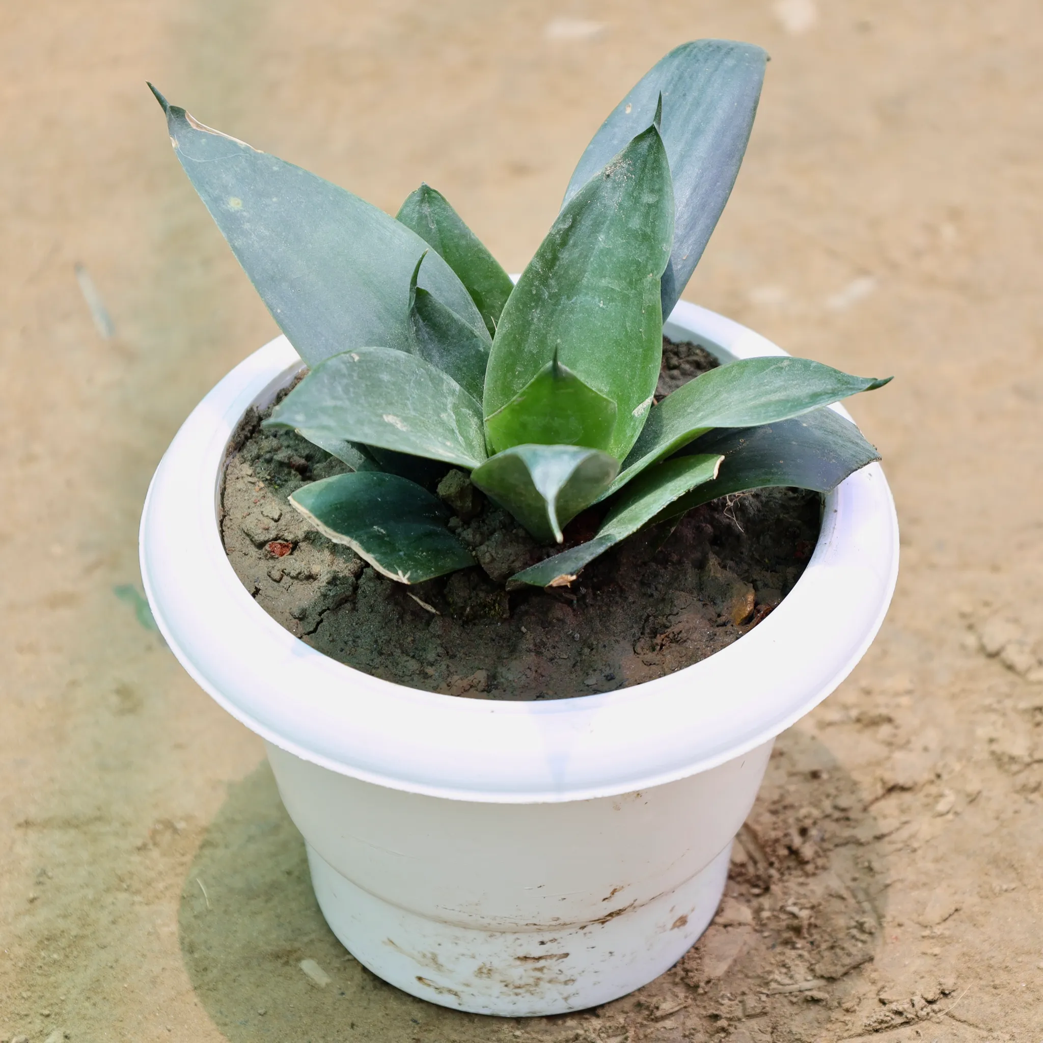 Snake Black in 6 Inch White Classy Plastic Pot