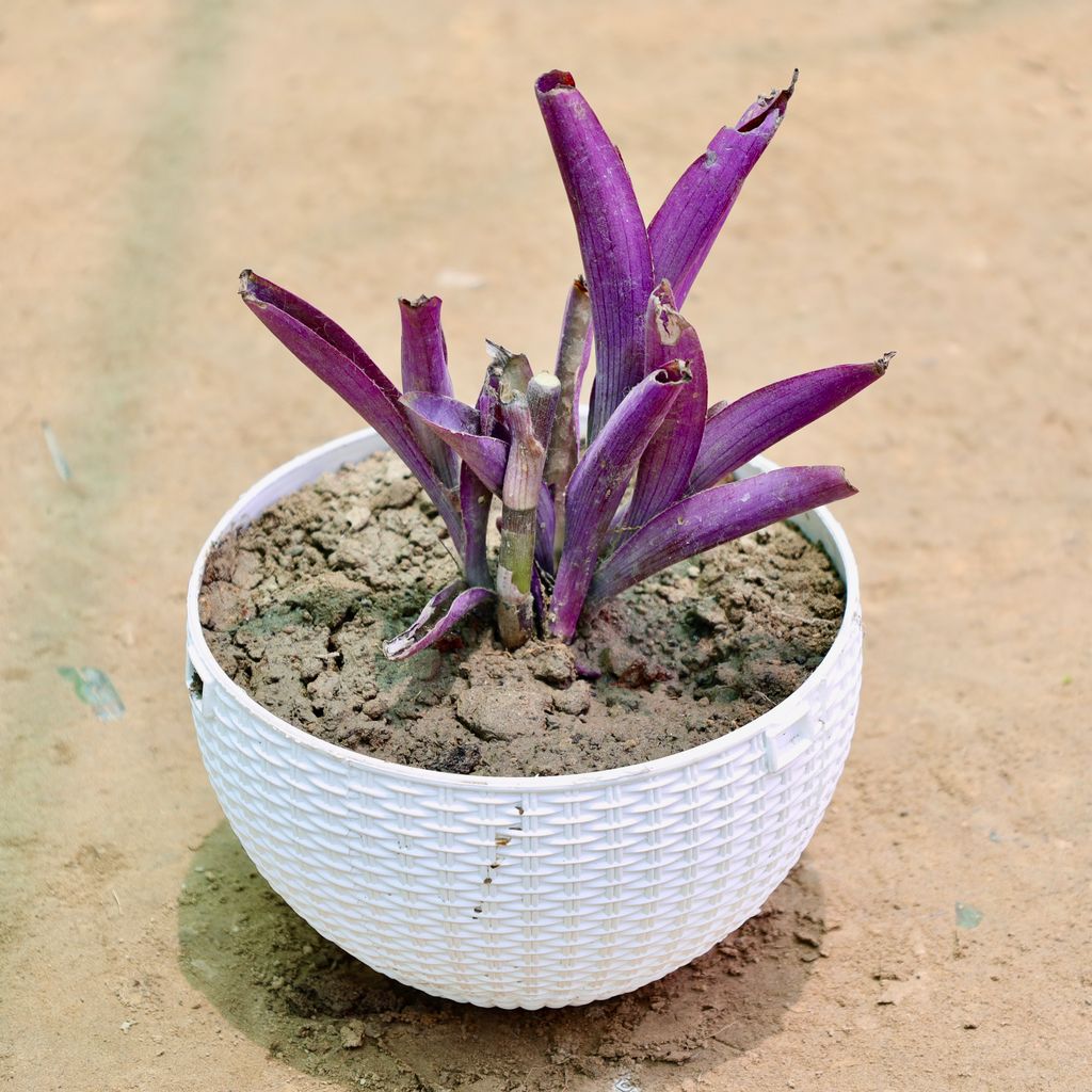 Buy Purple Heart in 6 Inch White Premium Euro Plastic Hanging Basket Online | Urvann.com Purple Heart in 6 Inch White Premium Euro Plastic Hanging Basket