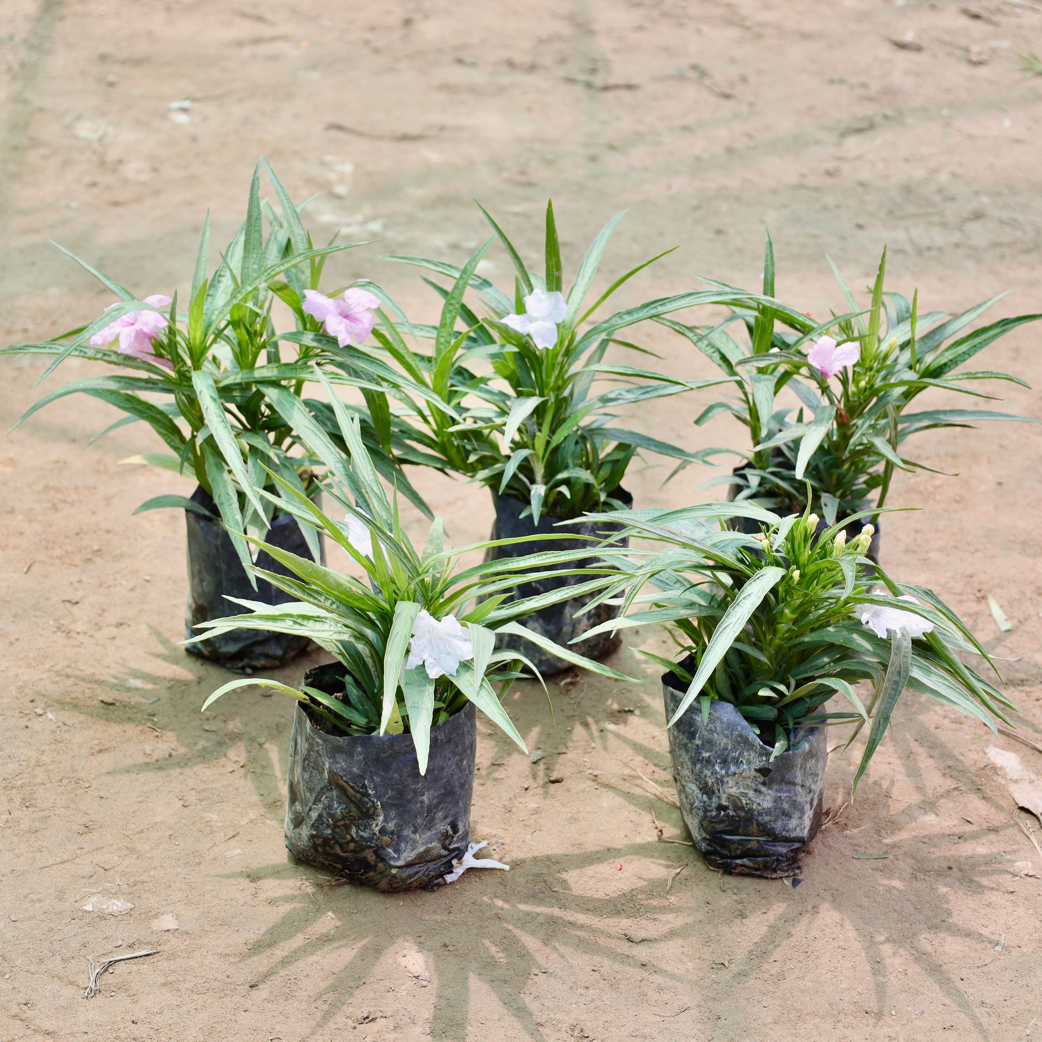 Set of 5 - Ruellia (Any Colour) in 4 Inch Nursery Bag