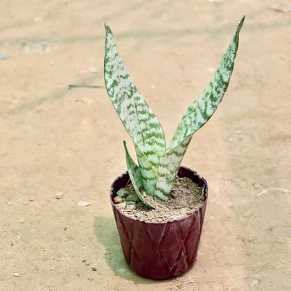 Buy Snake Plant in 4 Inch Maroon Diamond Plastic Pot Online | Urvann.com