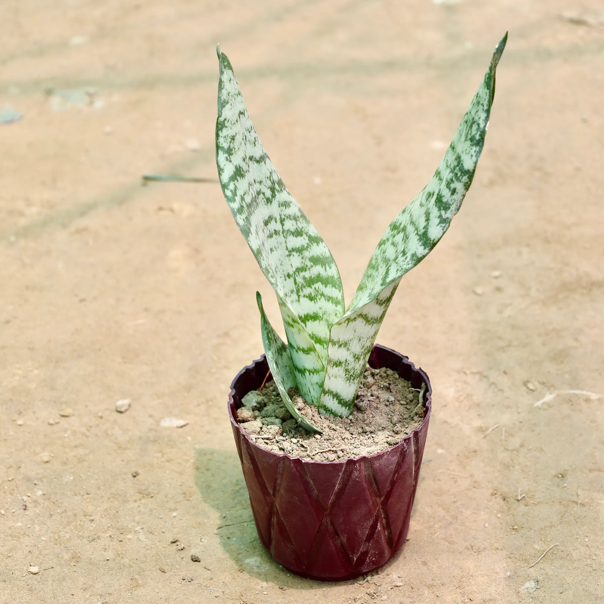 Snake Plant in 4 Inch Maroon Diamond Plastic Pot