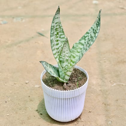 Buy Snake Plant in 5 Inch White Designer Plastic Pot Online | Urvann.com