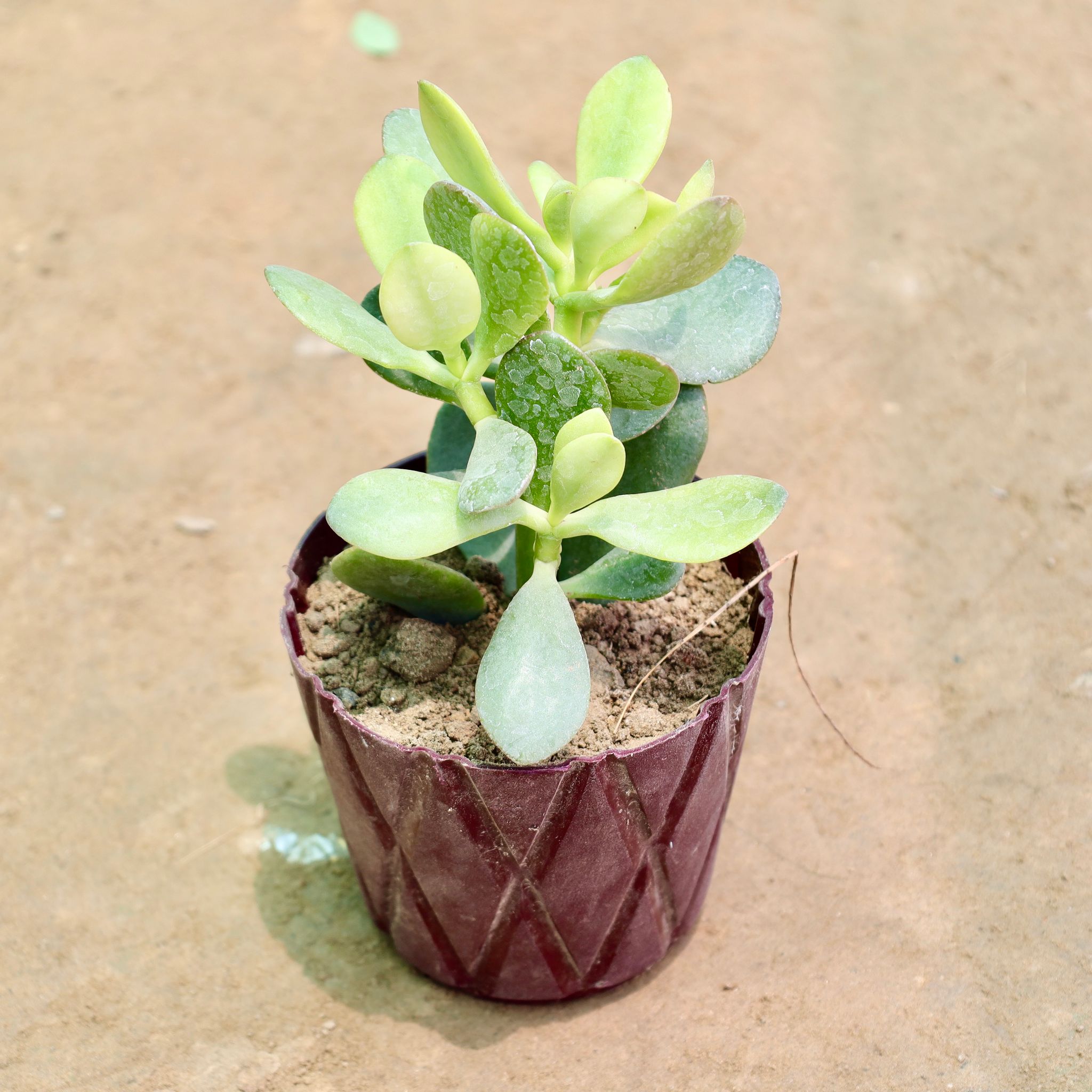Crassula Ovata Succulent in 4 Inch Maroon Diamond Plastic Pot