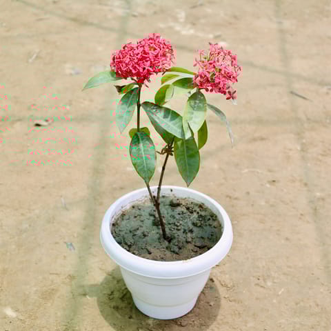 Ixora (Any Colour) (1-1.5 Ft) in 8 Inch White Classy Plastic Pot