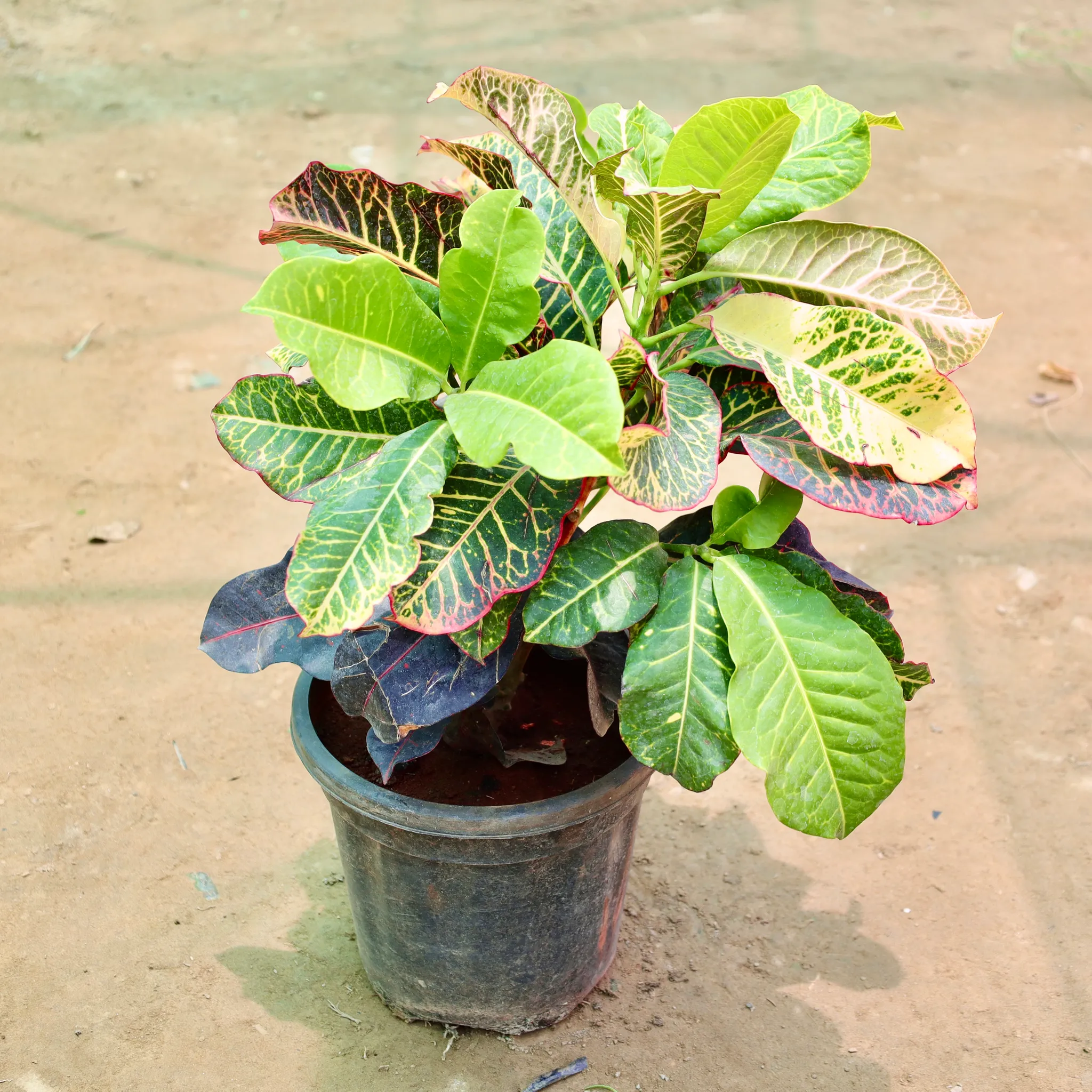 Croton Petra (1-1.5 Ft) in 8 Inch Nursery Pot