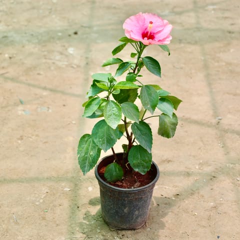 Hibiscus / Gudhal (Any Colour) in 6 Inch Nursery Pot