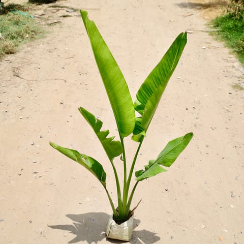 Traveller Palm (2-3 Ft) in 7 Inch Nursery Bag