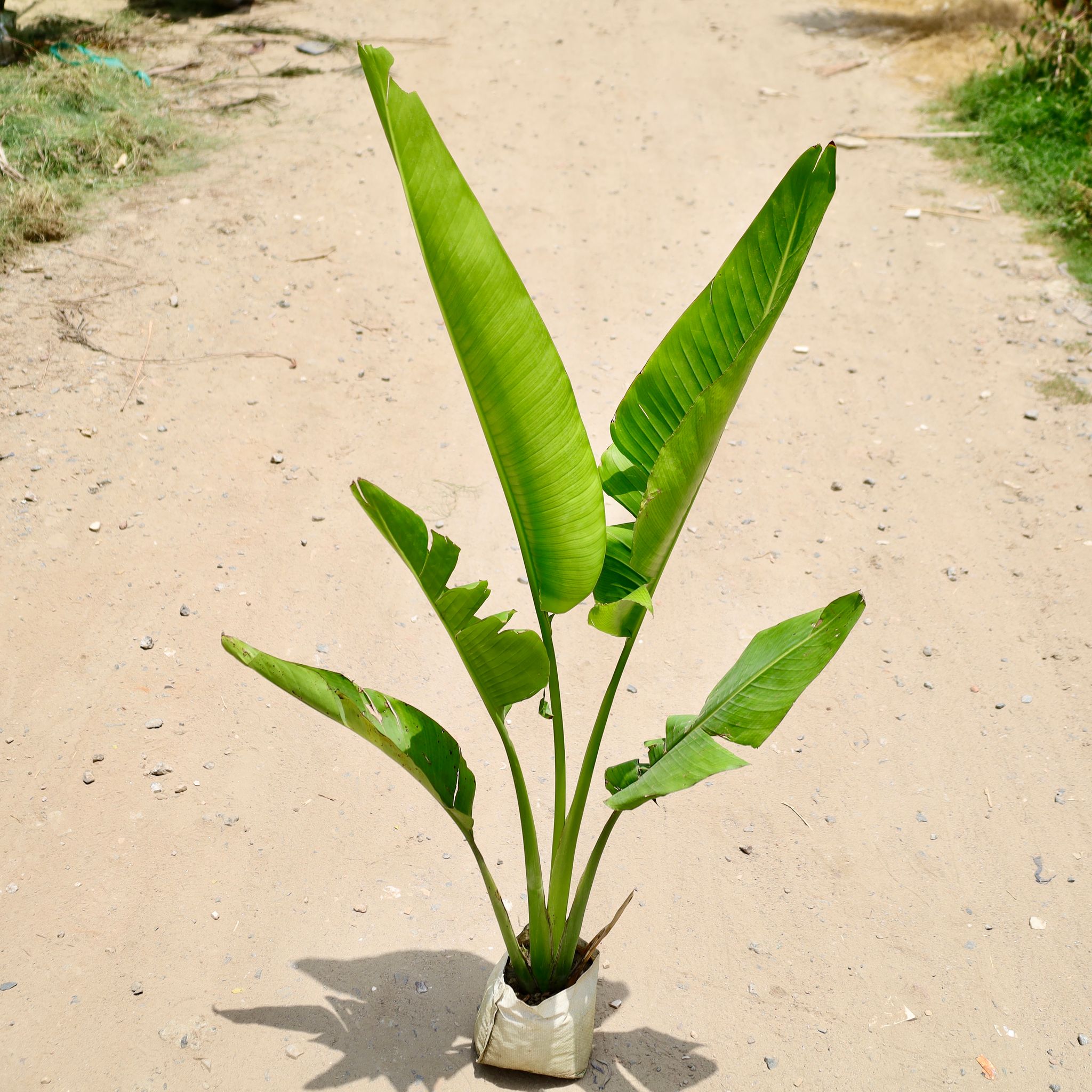 Traveller Palm (2-3 Ft) in 7 Inch Nursery Bag