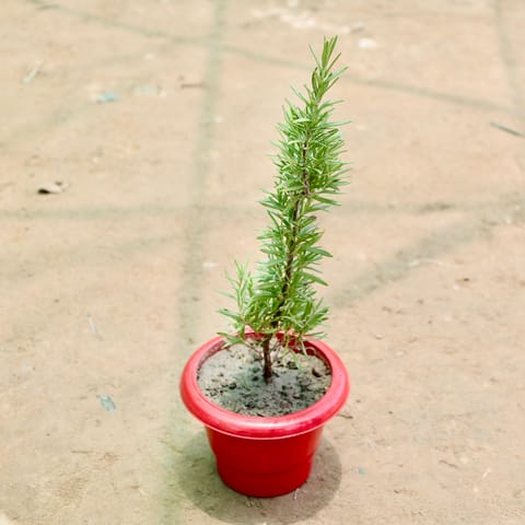 Rosemary in 6 Inch Red Classy Plastic Pot