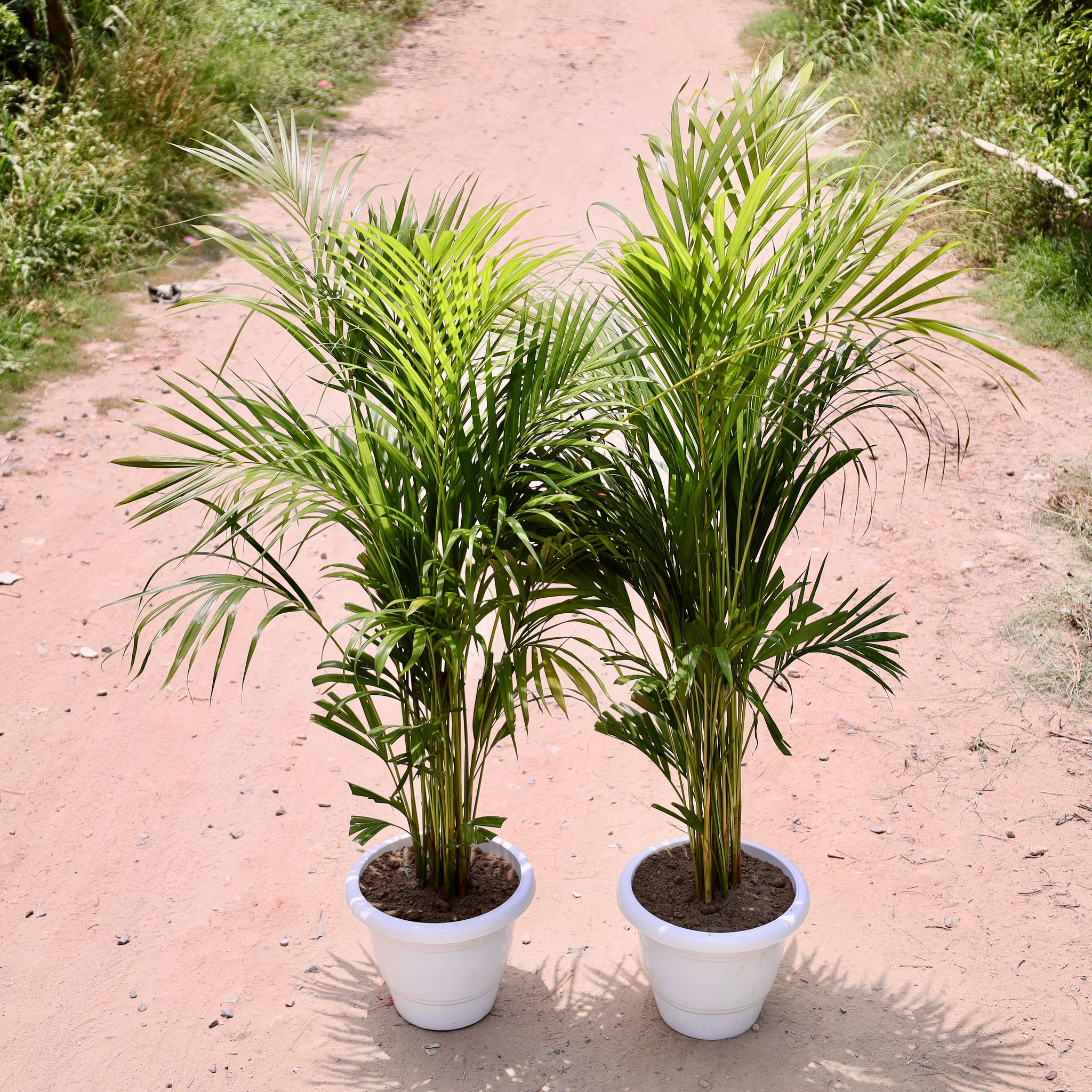 Set of 2 - Areca Palm (4-5 Ft) in 12 Inch White Classy Plastic Pot
