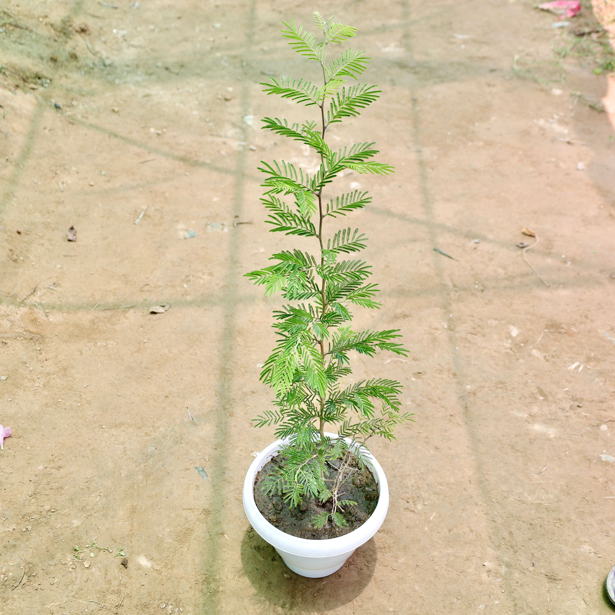 Shami Plant (2 Ft) in 8 Inch White Classy Plastic Pot