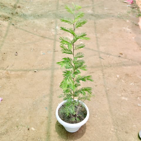 Shami Plant (2 Ft) in 8 Inch White Classy Plastic Pot