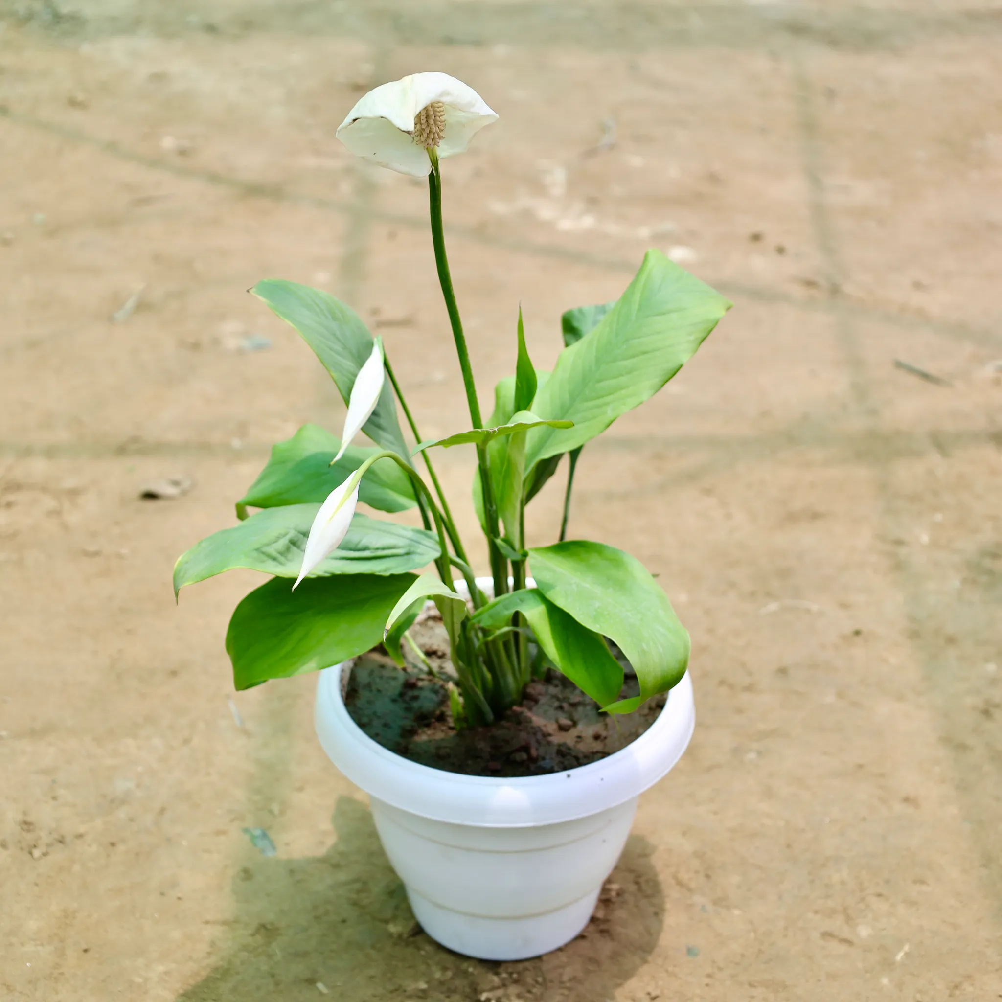 Peace Lily White (1-1.5 Ft) in 8 Inch White Classy Plastic Pot