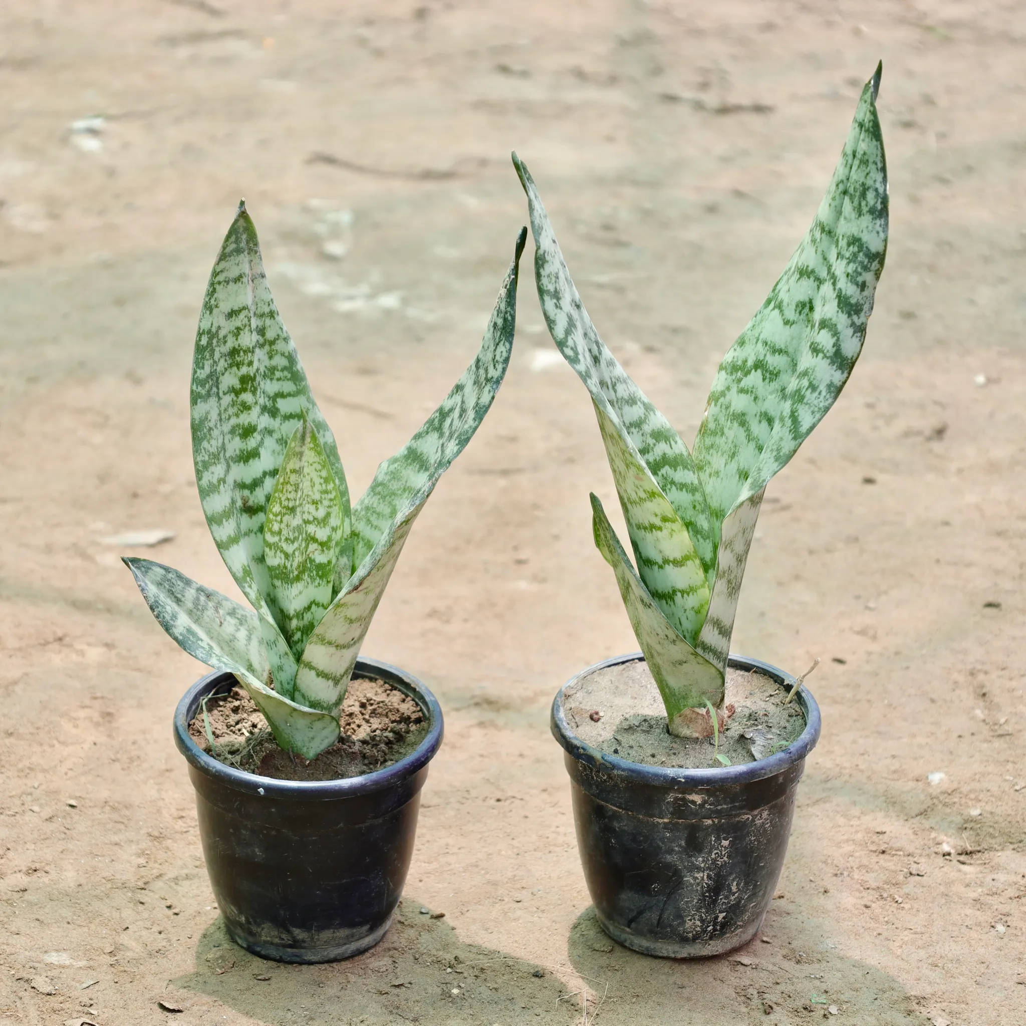 Set of 2 - Snake Plant in 4 Inch Nursery Pot