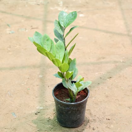 Buy Zz Green in 5 Inch Nursery Pot Online | Urvann.com