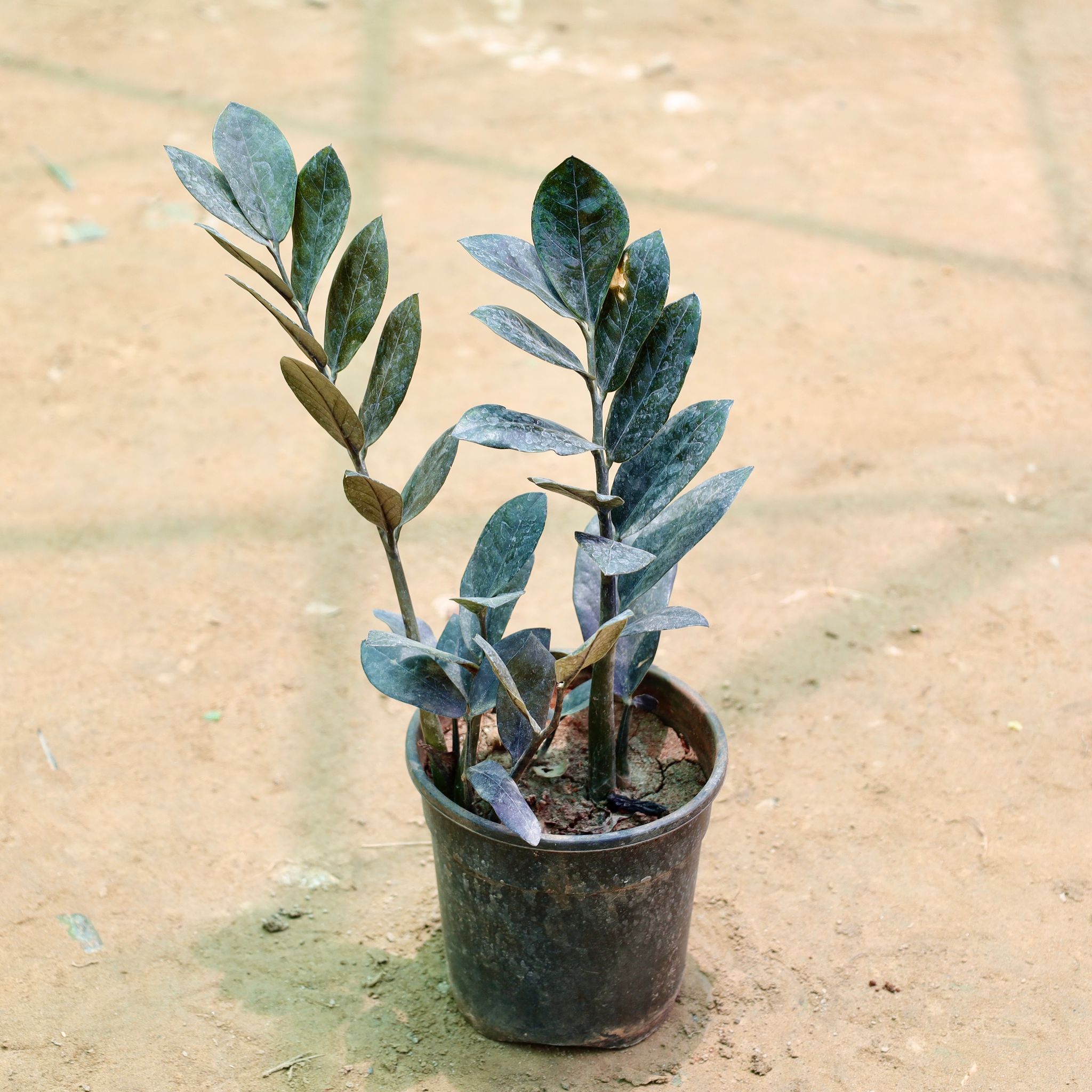 Zz Black in 5 Inch Nursery Pot