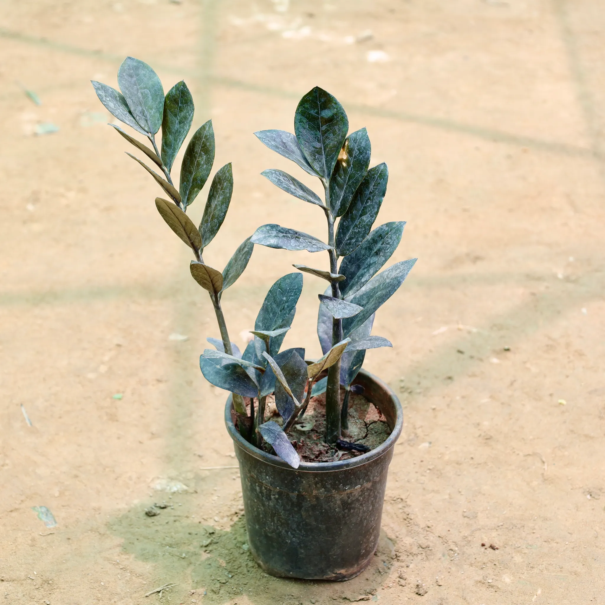 Zz Black in 5 Inch Nursery Pot