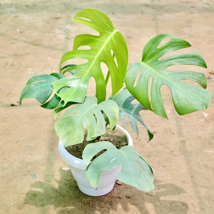 Buy Monstera Deliciosa (1-1.5 Ft) in 8 Inch White Classy Plastic Pot Online | Urvann.com