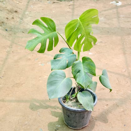 Buy Monstera Deliciosa (1-1.5 Ft) in 8 Inch Nursery Pot Online | Urvann.com