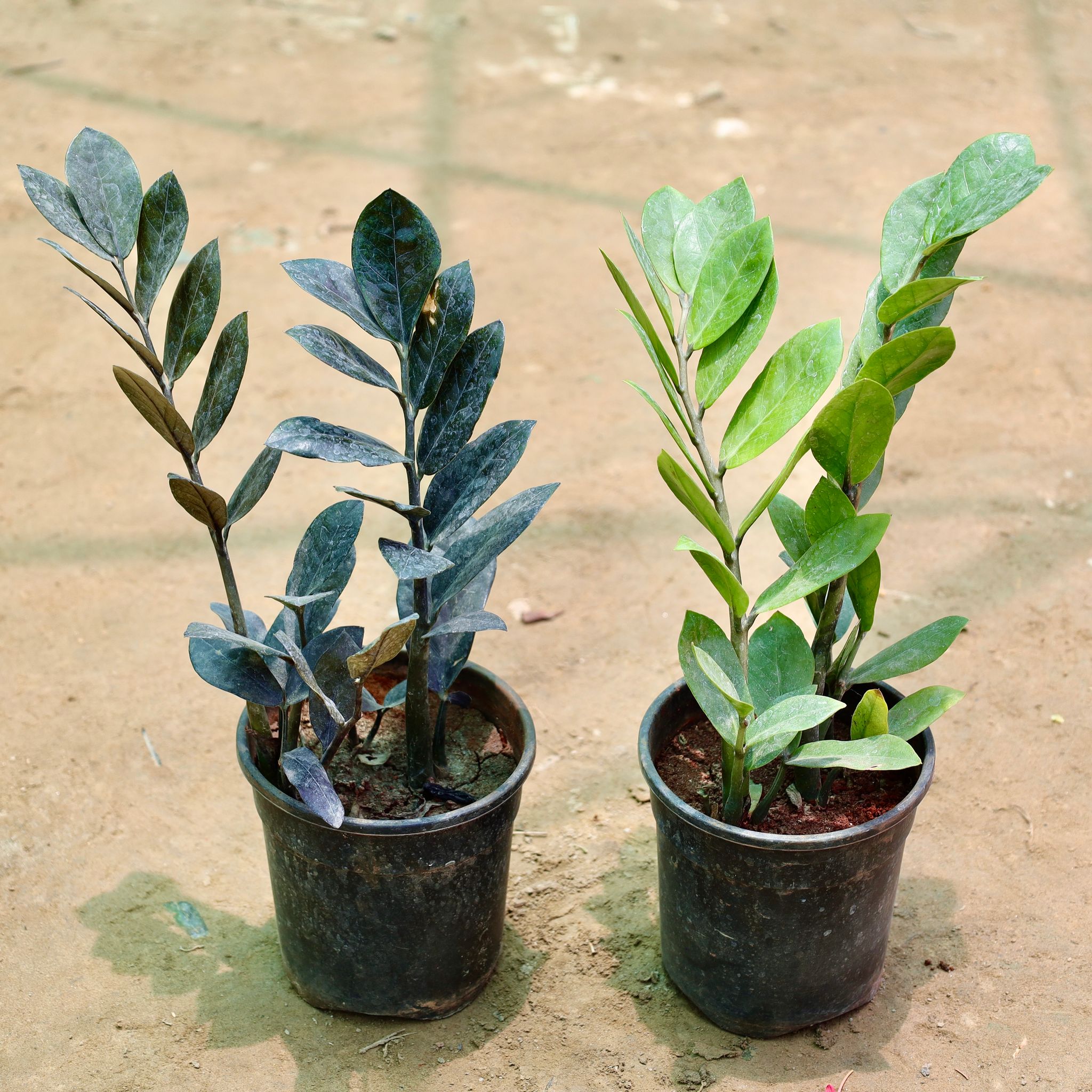 Set of 2 - Zz (Green & Black) in 5 Inch Nursery Pot