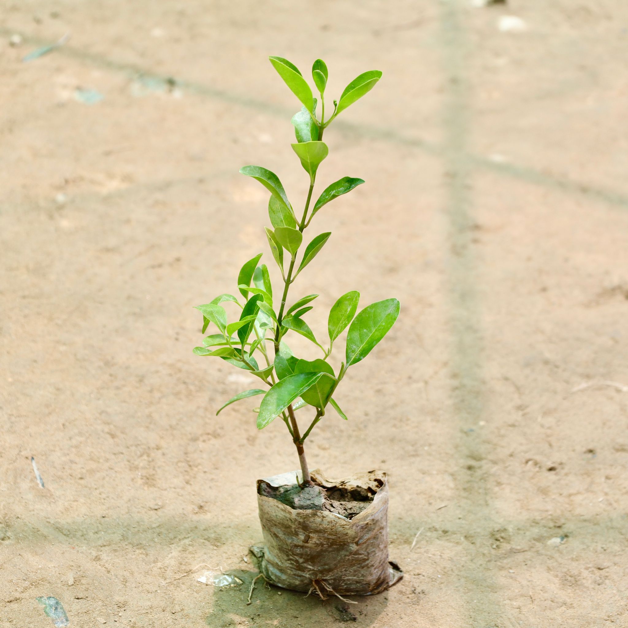 Inerme Plant in 3 Inch Nursery Bag