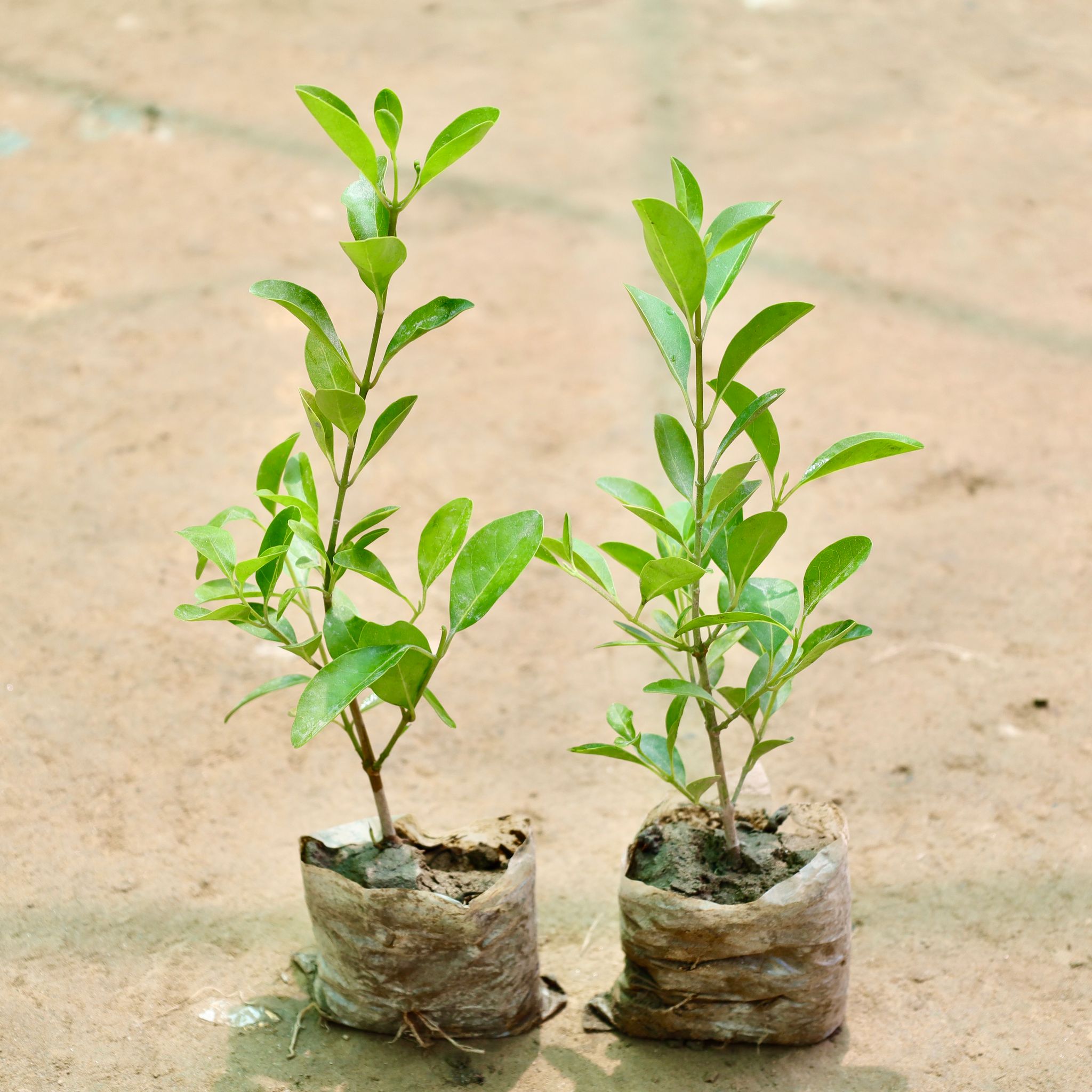 Set of 2 - Inerme Plant in 3 Inch Nursery Bag