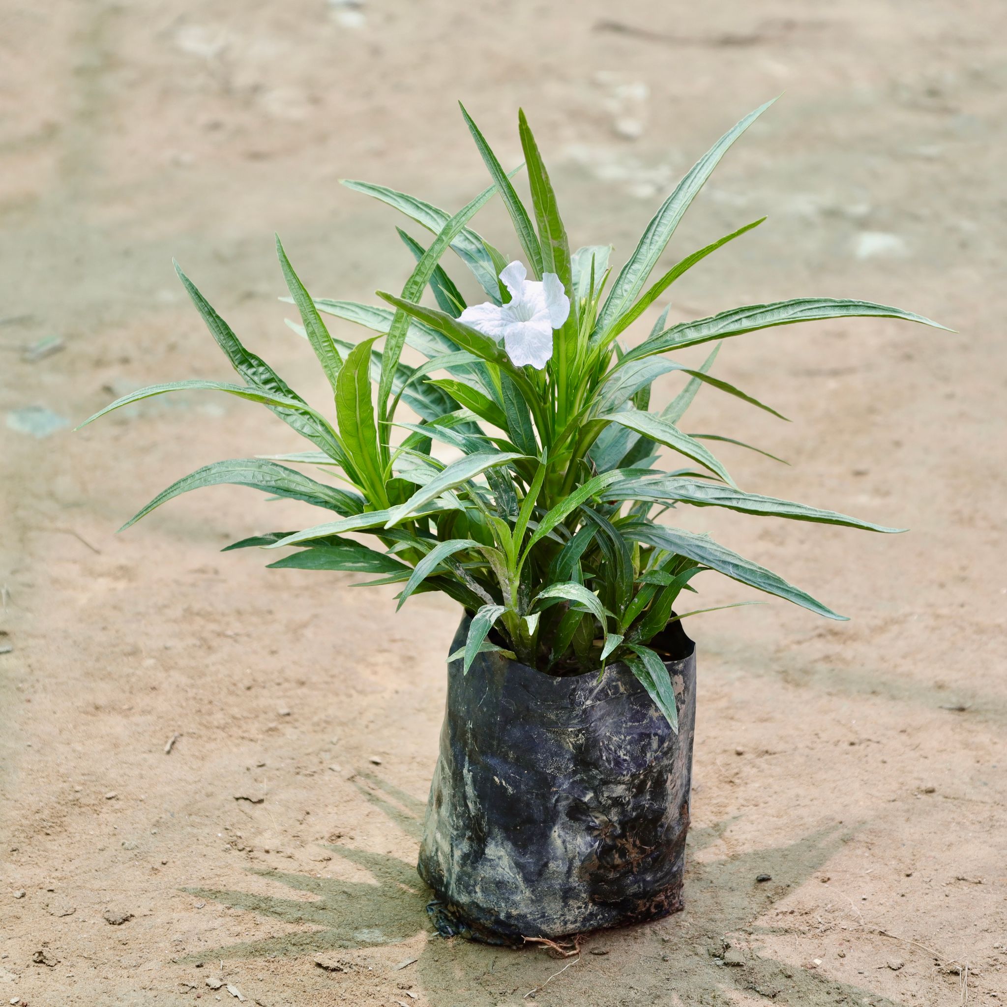 Ruellia (Any Colour) in 4 Inch Nursery Bag