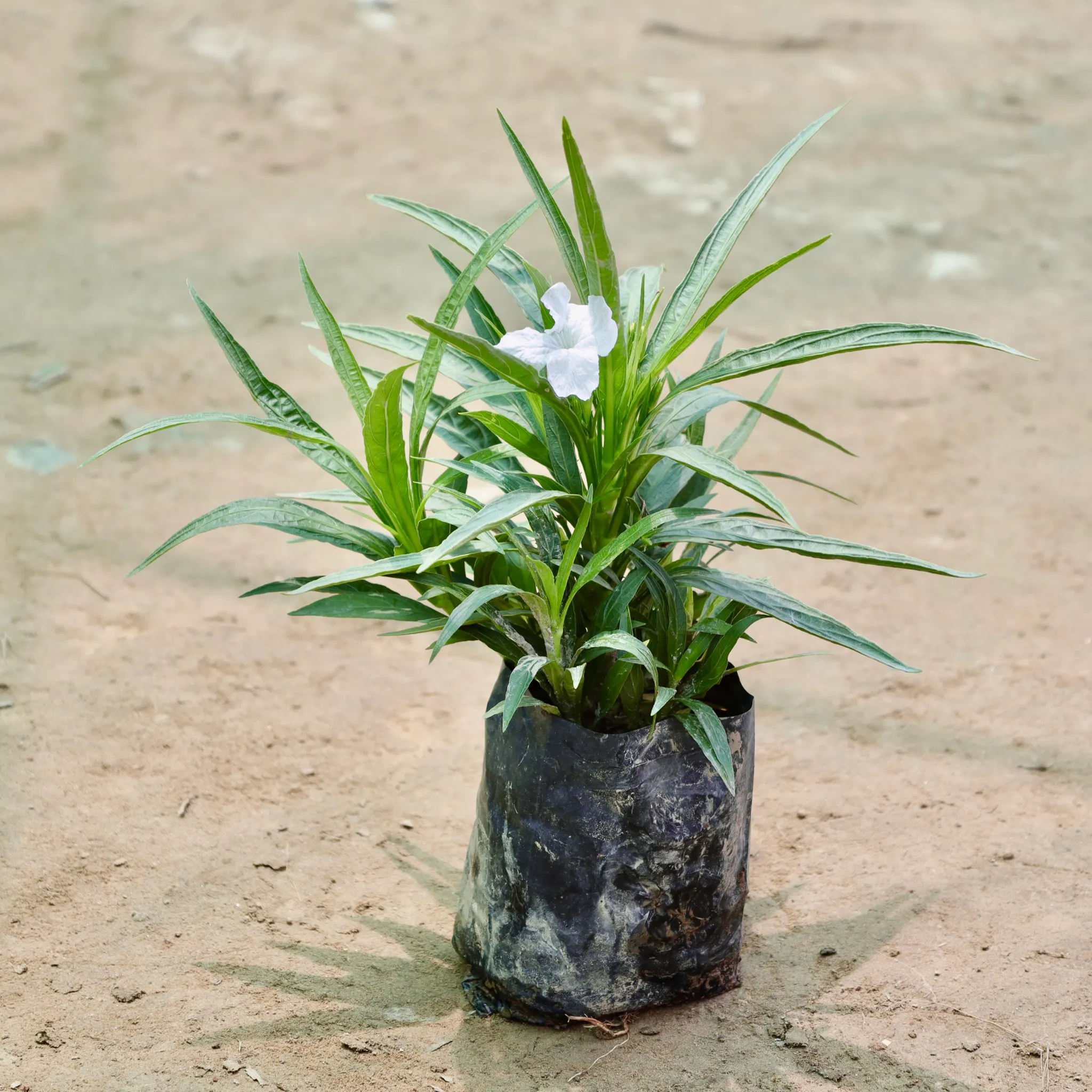 Ruellia (Any Colour) in 4 Inch Nursery Bag