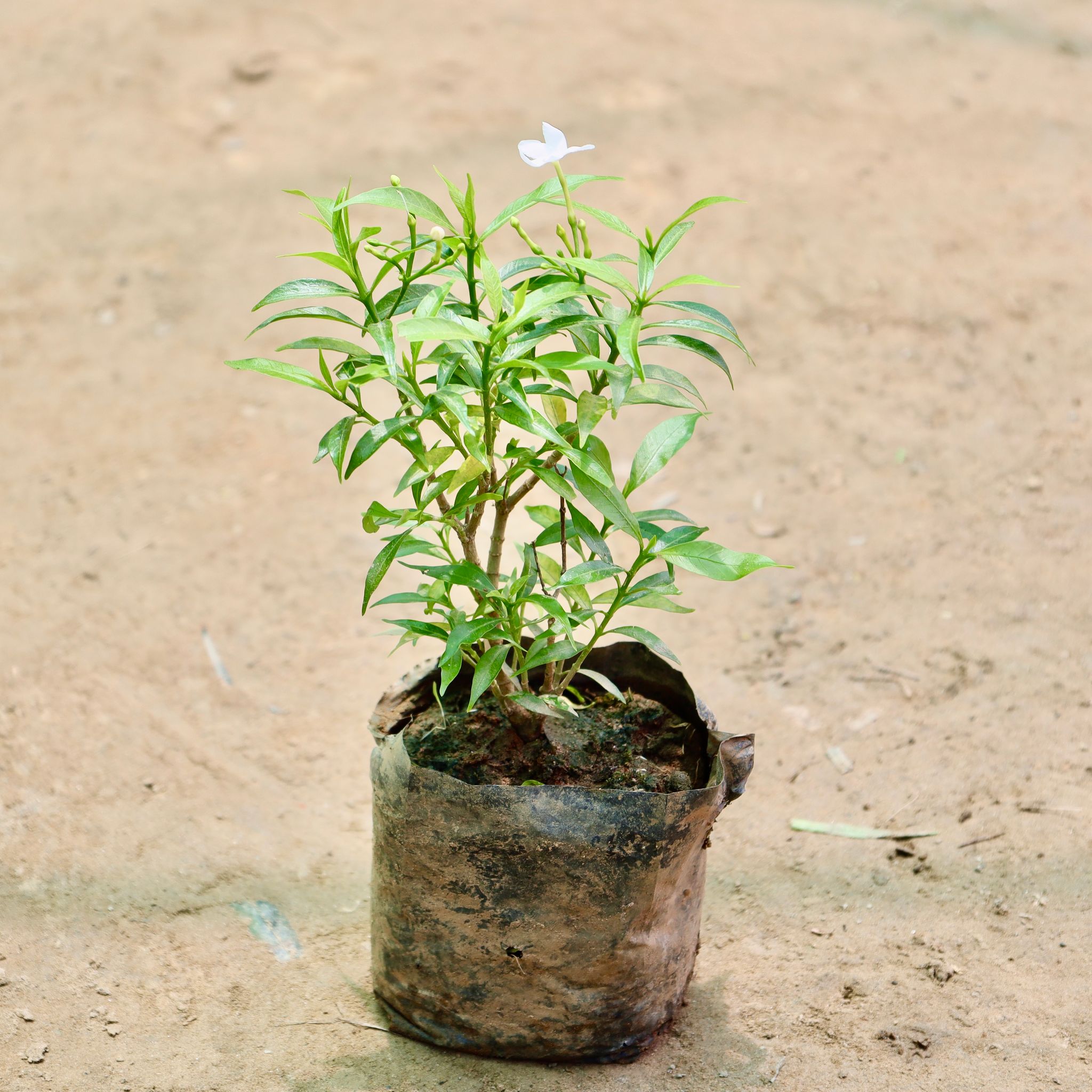 Chandni Dwarf in 4 Inch Nursery Bag