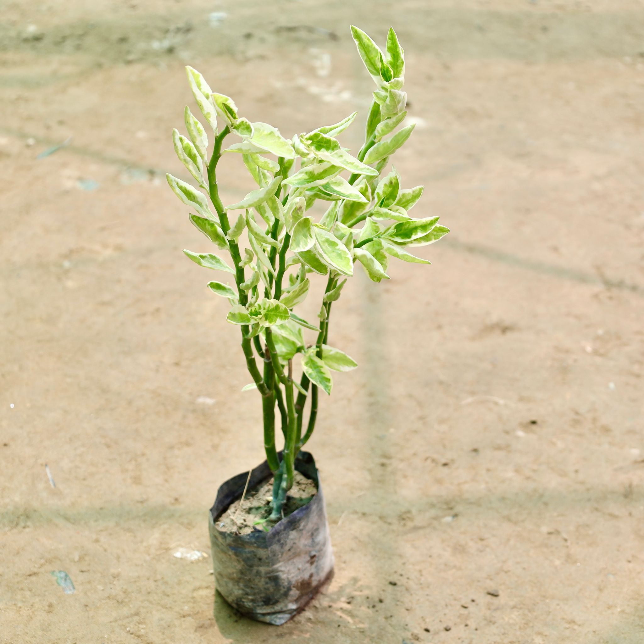 Pedilanthus / Devil's Backbone in 4 Inch Nursery Bag