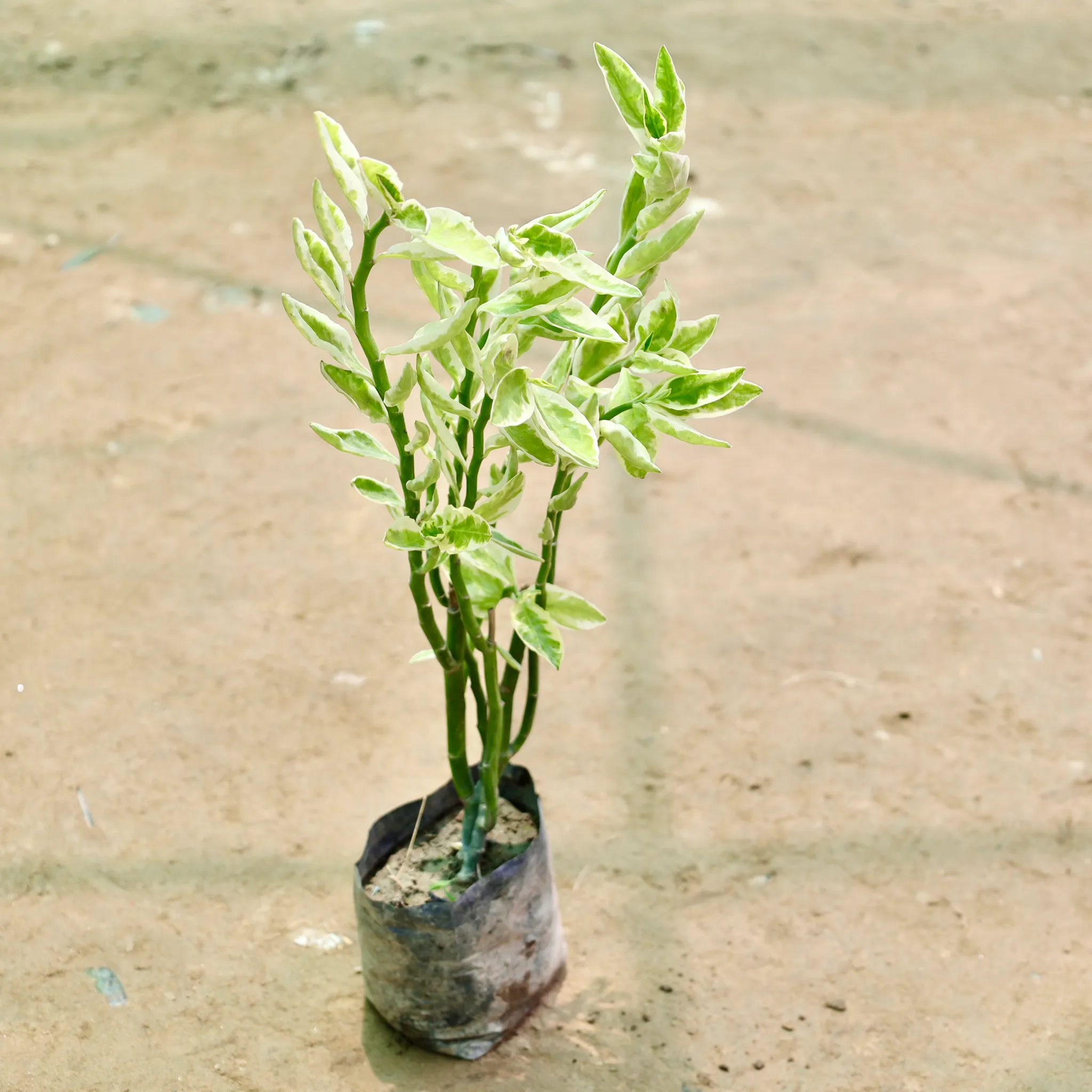 Pedilanthus / Devil's Backbone in 4 Inch Nursery Bag