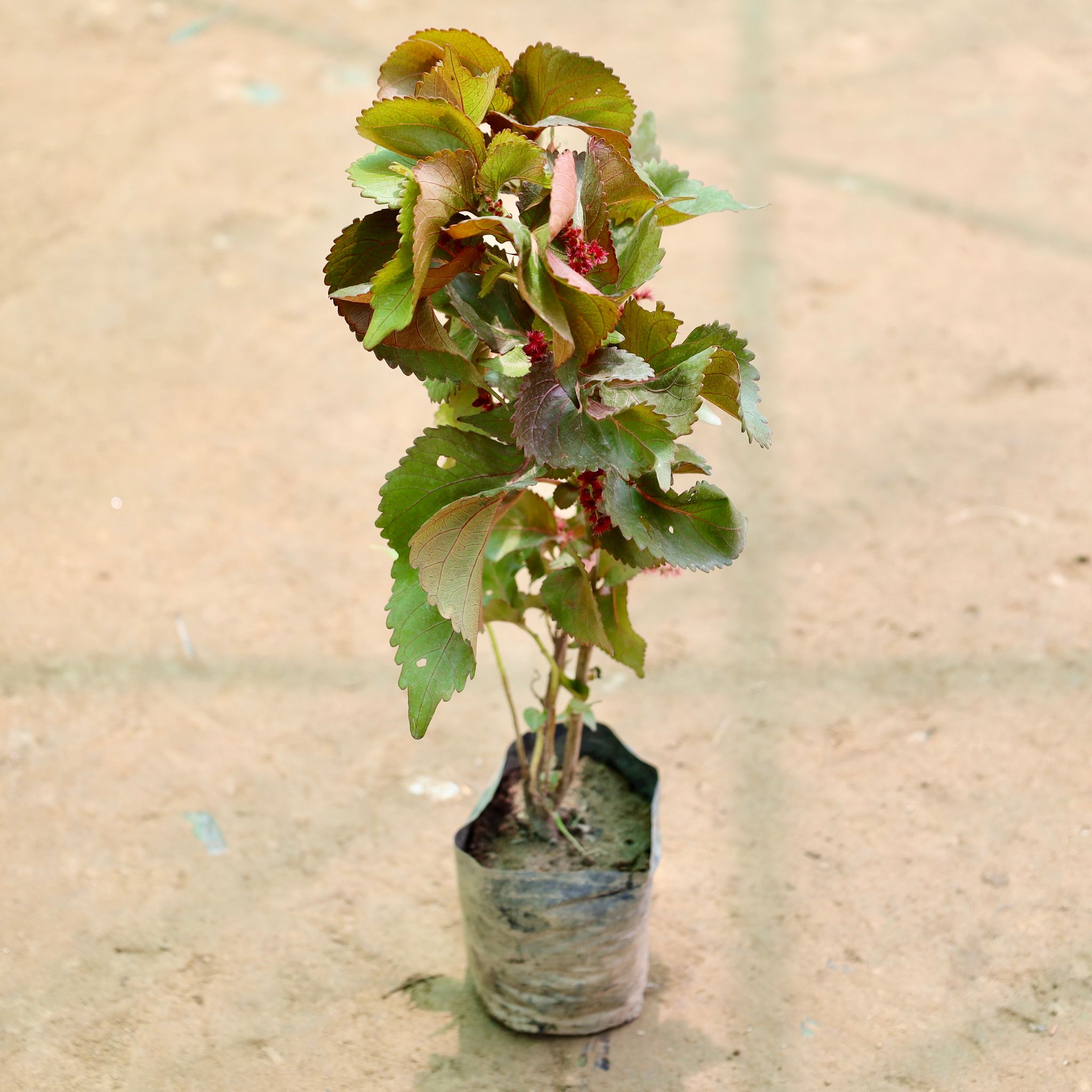 Acalypha Red in 4 Inch Nursery Bag