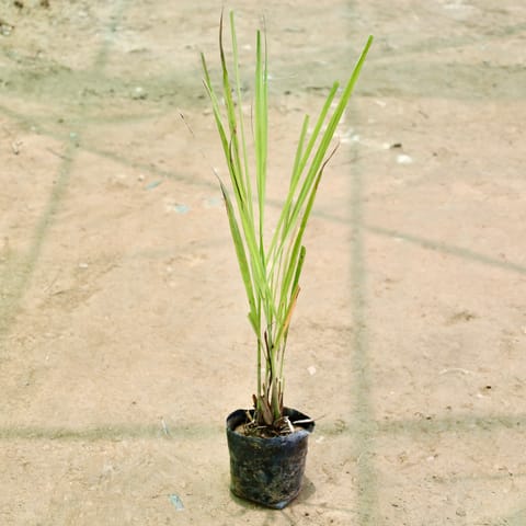 Lemon Grass in 4 Inch Nursery Bag