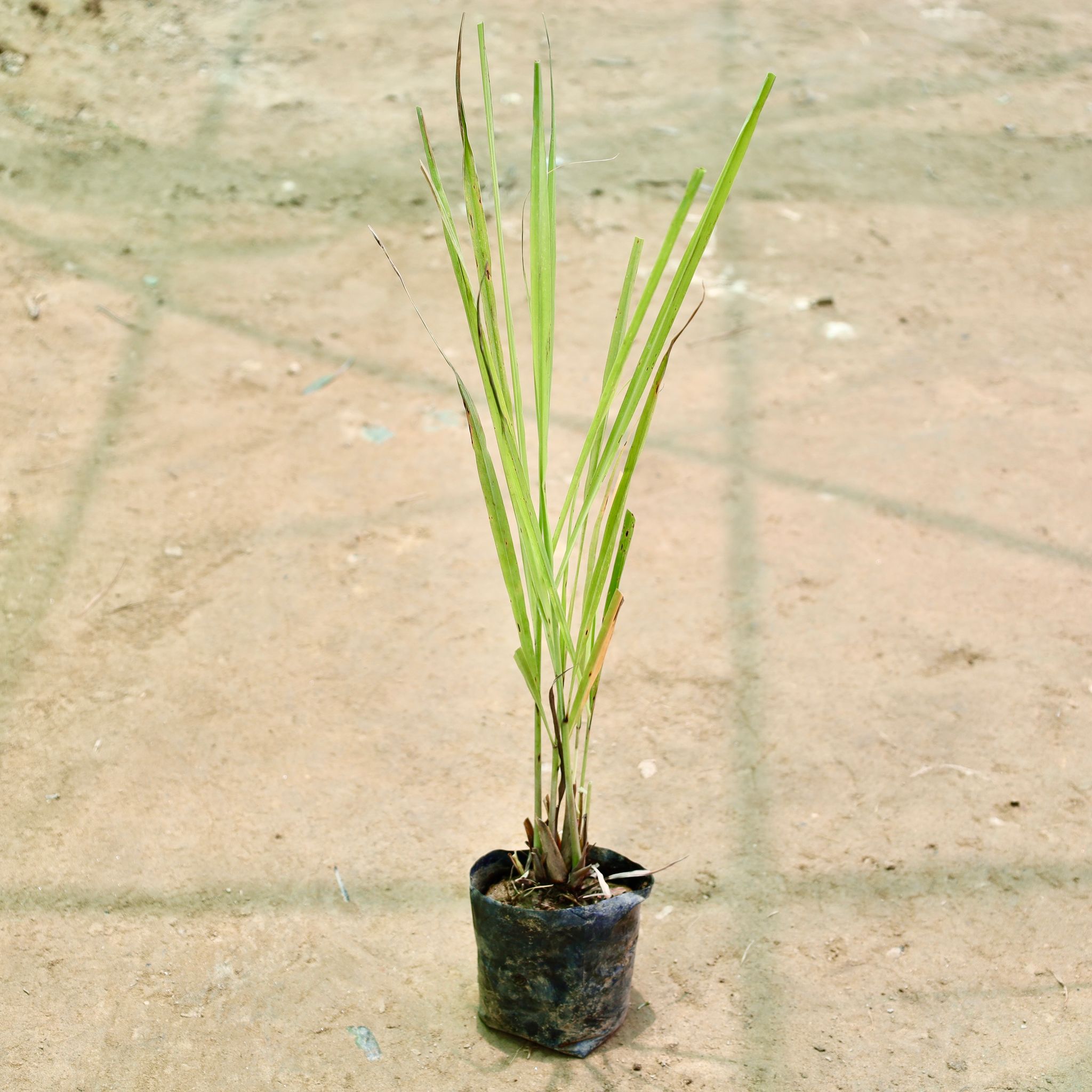 Lemon Grass in 4 Inch Nursery Bag