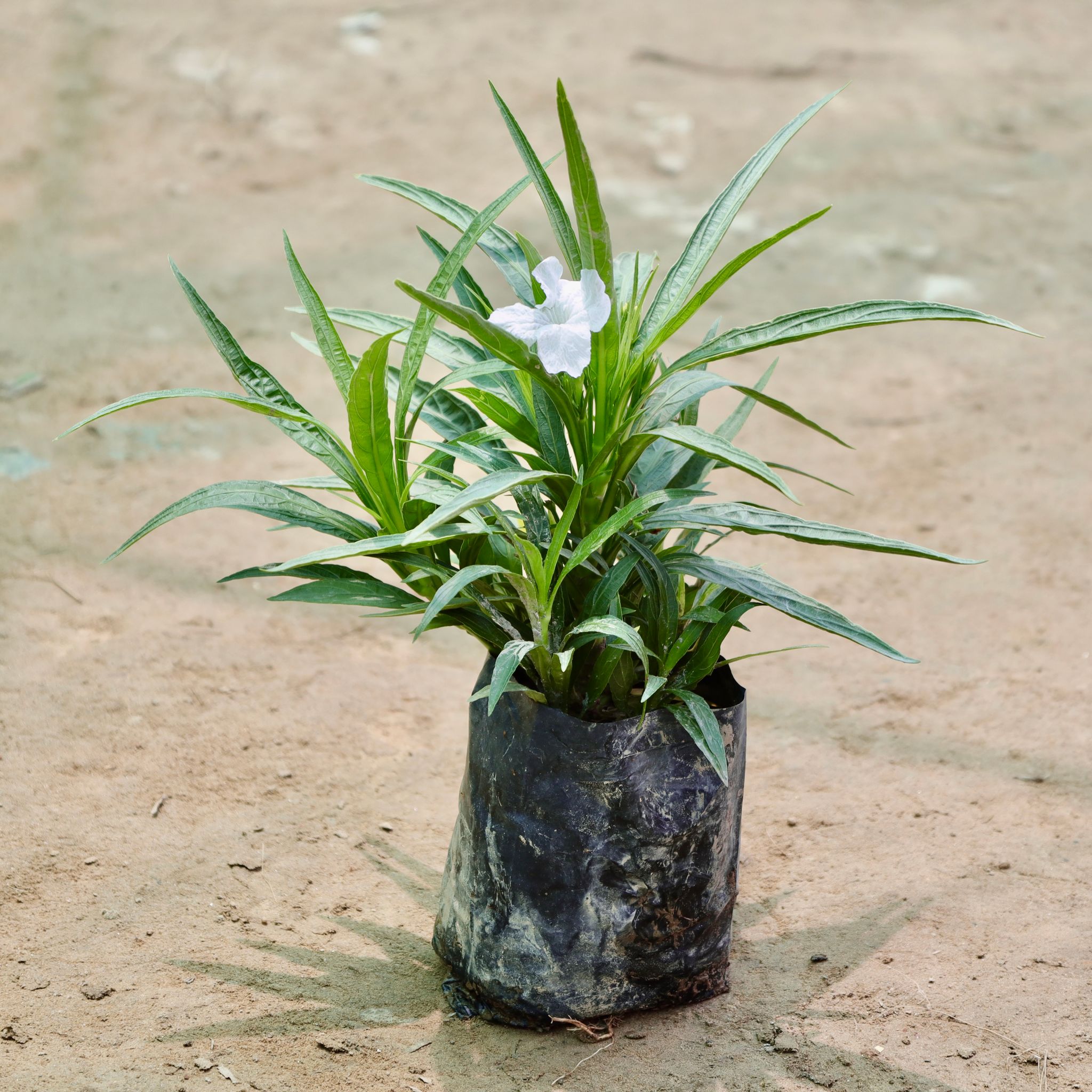 Ruellia (Any Colour) in 4 Inch Nursery Bag