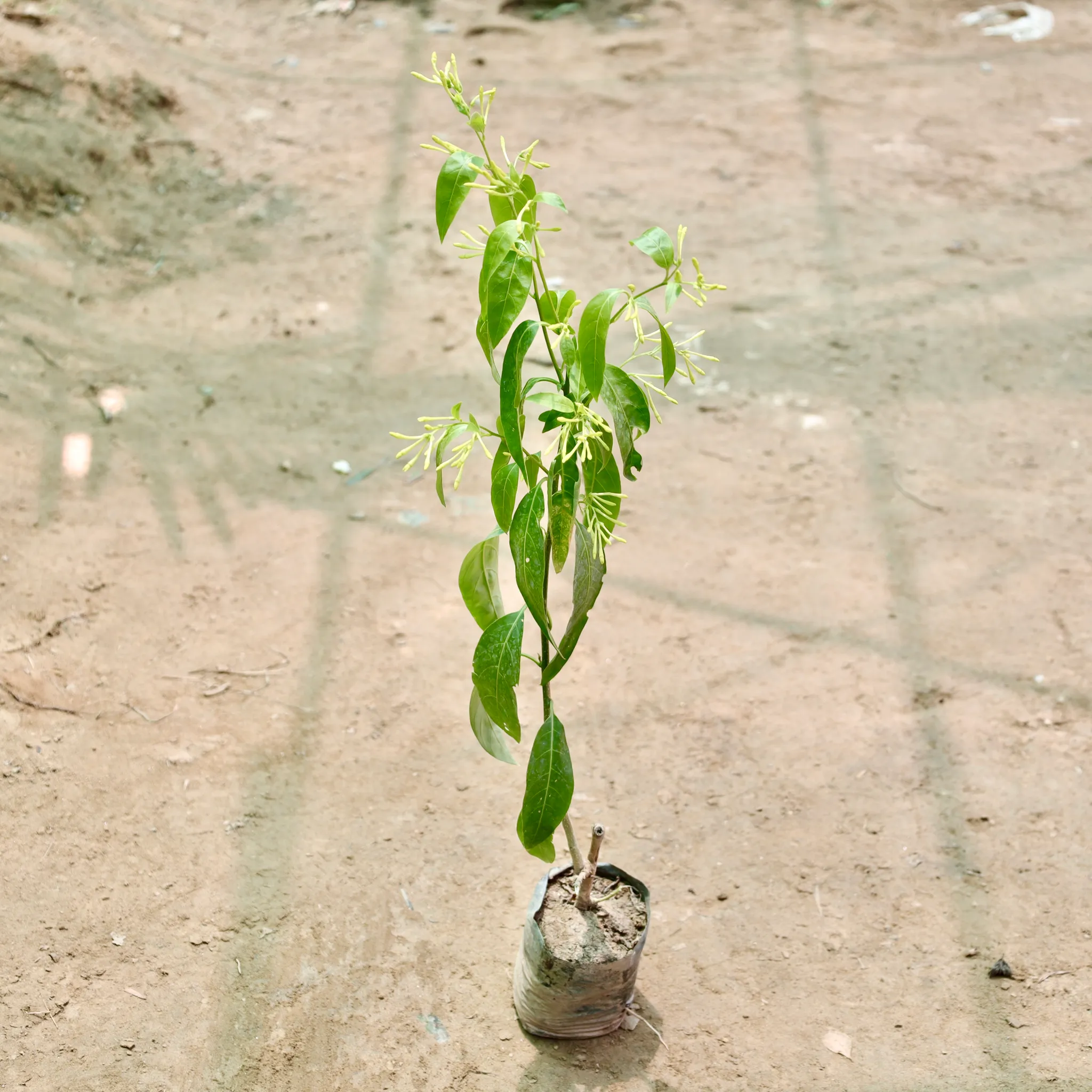 Raat Ki Rani / Night Blooming Jasmine in 4 Inch Nursery Bag