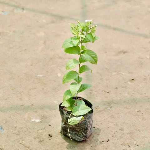Madhu Malti / Rangoon Creeper (Any Colour) in 4 Inch Nursery Bag