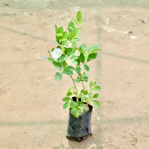 Aparajita / Asian Pigeonwings (Any Colour) in 4 Inch Nursery Bag