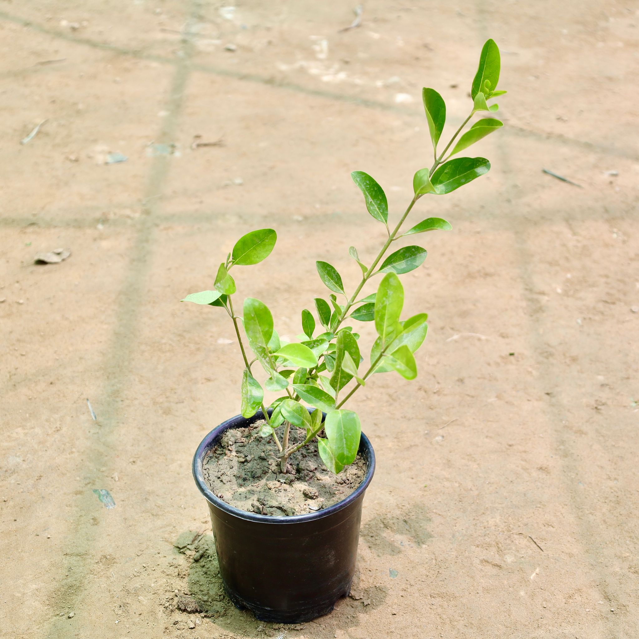 Inerme Plant in 6 Inch Nursery Pot