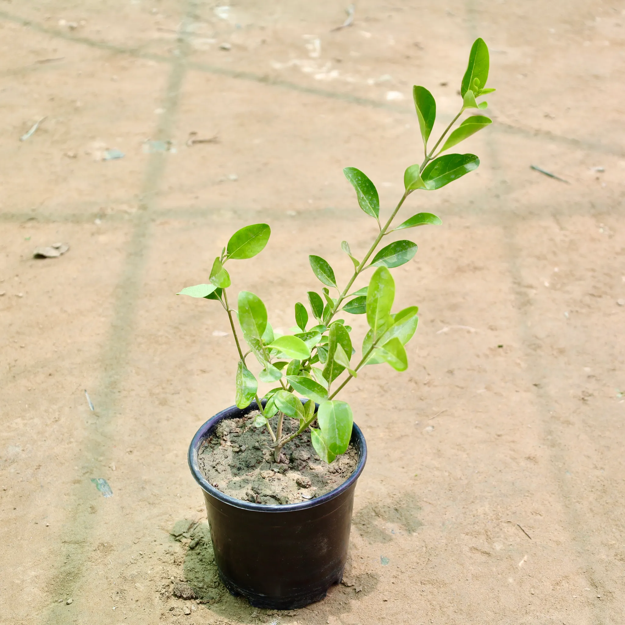 Inerme Plant in 6 Inch Nursery Pot