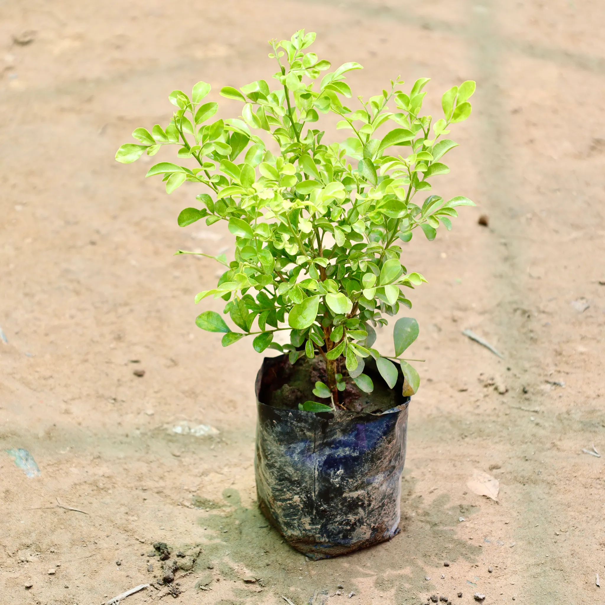 Madhu Kamini / Murraya in 4 Inch Nursery Bag
