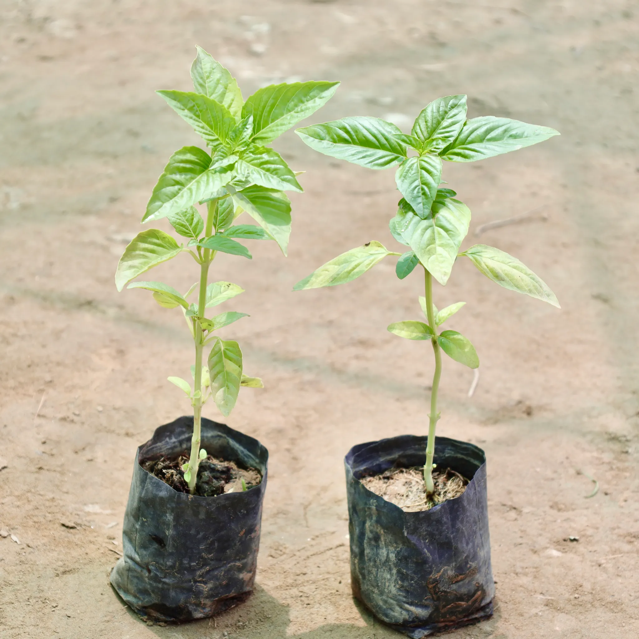 Set of 2 - Tulsi / Basil in 4 Inch Nursery Bag