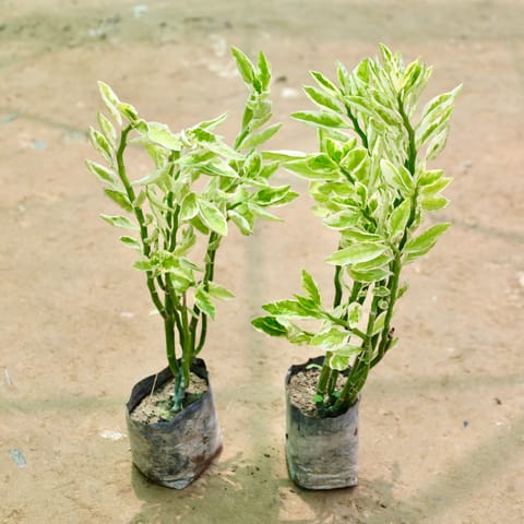 Set of 2 - Pedilanthus / Devil's Backbone in 4 Inch Nursery Bag